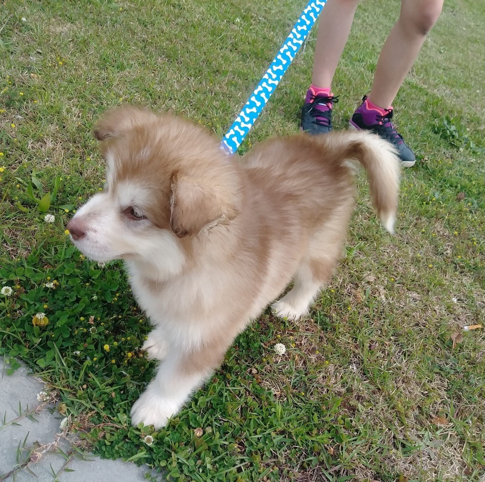 Meet your Posher, Ronnie